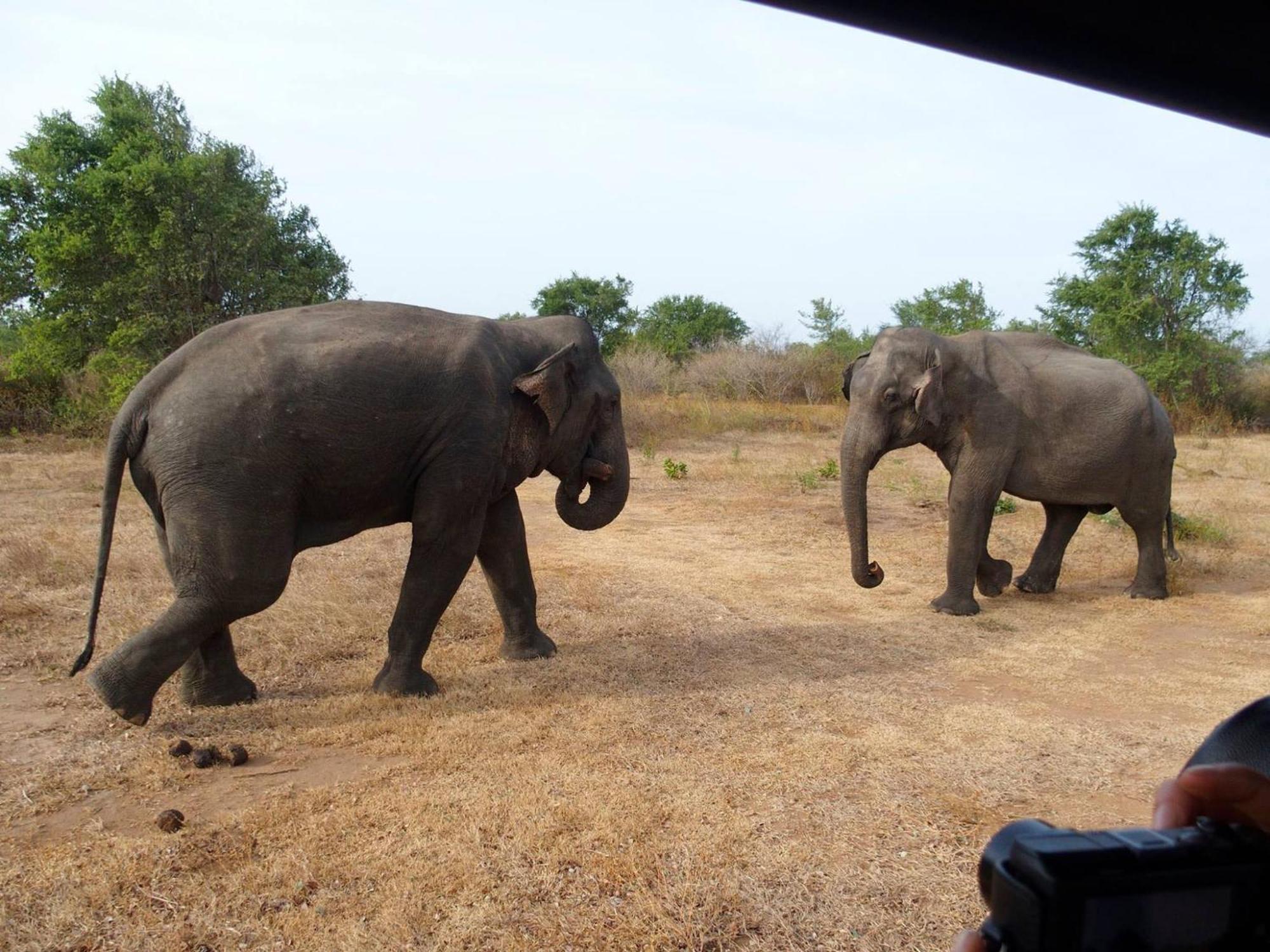Paramount Safari Cottage Udawalawe Zewnętrze zdjęcie