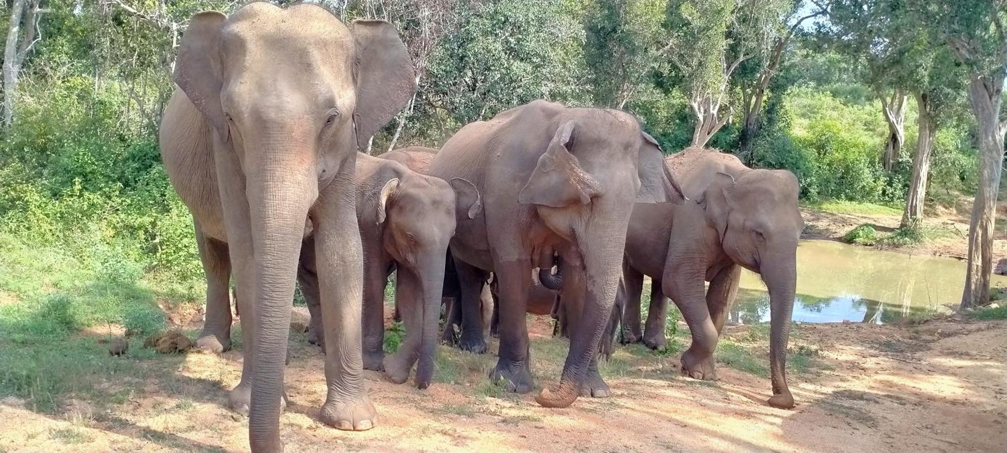 Paramount Safari Cottage Udawalawe Zewnętrze zdjęcie